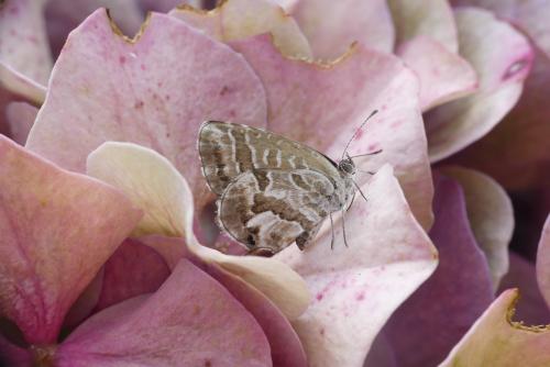 Réf. 190 964 : Cacyreus marshalli